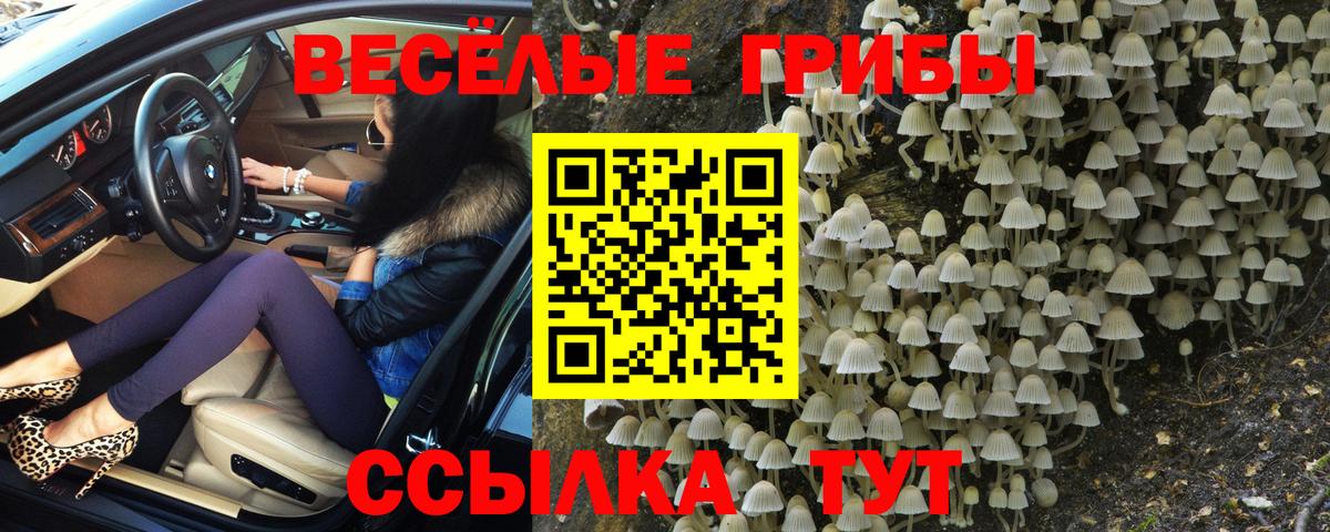 Псилоцибиновые грибы прущие грибы Алушта